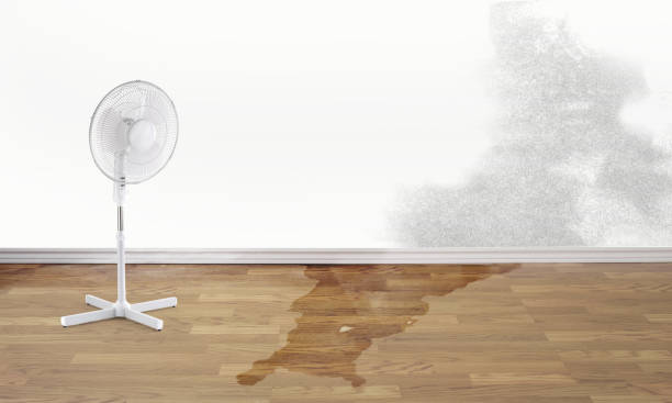 Best Fire Damage Restoration  in Lahaina, HI
